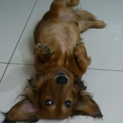 Sparks Fly- Talor Swift (Cover By 彭偲禹) at 新竹女中