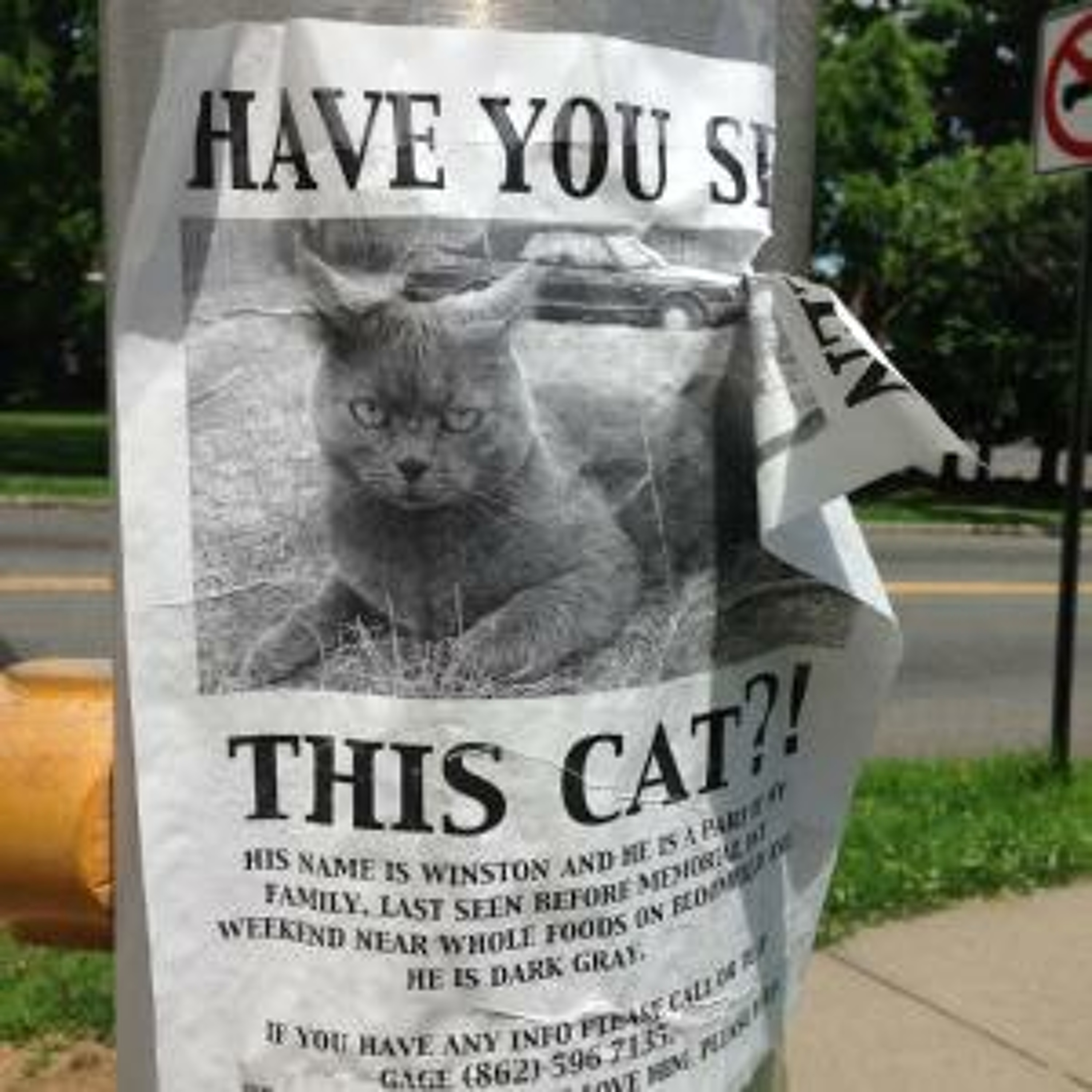 Have You Seen This Cat?! episode artwork