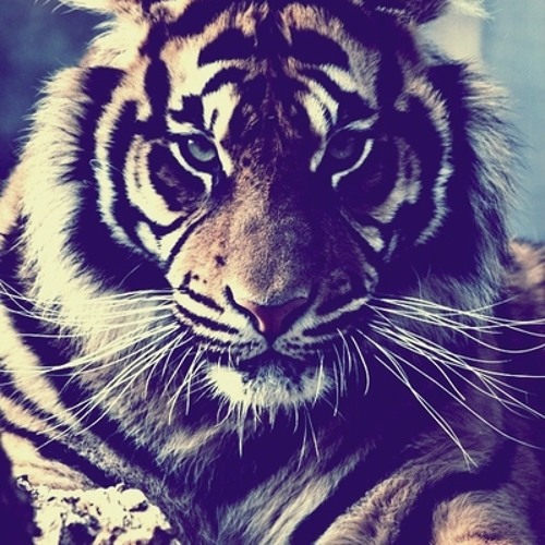 Textile Tiger