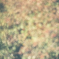 Sugar Coated Rain Drops