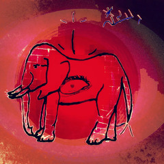 Persian Dolphin - Flashing Krypto