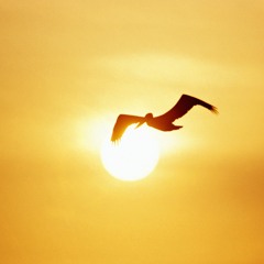 Der Sonne entgegen. | 2013