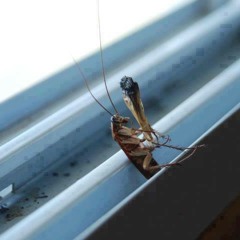 Denskillah, Darespuah, Fainsane y Sinrebotepro - Astucia