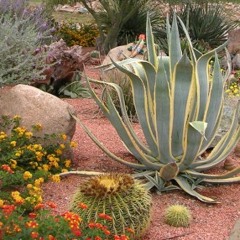 For a Greener Yard, Lose the Lawn