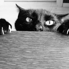 Little cat steps