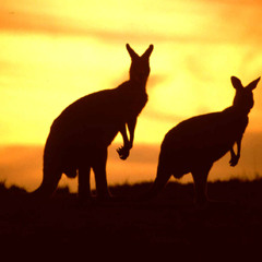 Icehouse - Great Southern Land (5pm Markdown Real Aussie Beef Up)