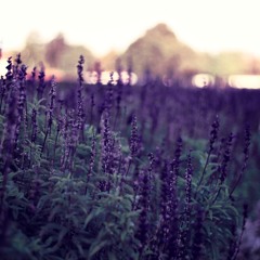 Фокус на закат / Focus on the sunset