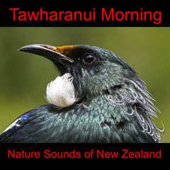 Tawharanui Morning