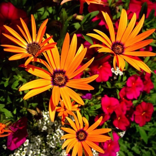 Relinda ; "Chuukese Boy"