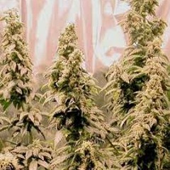 AYA for KAYA (TK, EMCEEWARD, ABSURD)