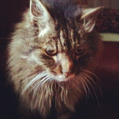 Pantomime du Chat (demo)