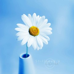 Daisy in the garden, standing...