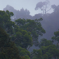 Storm in the Rainforest, Bukit Fraser, Malaysia