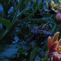 gamma (part 2) -- unreleased performance by Antler