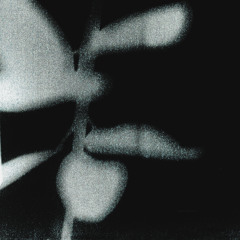 LS AUG. MMXIII