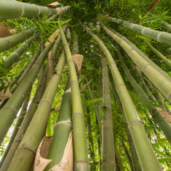 Bamboo Feels