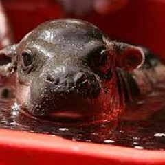 Tiny Hippo