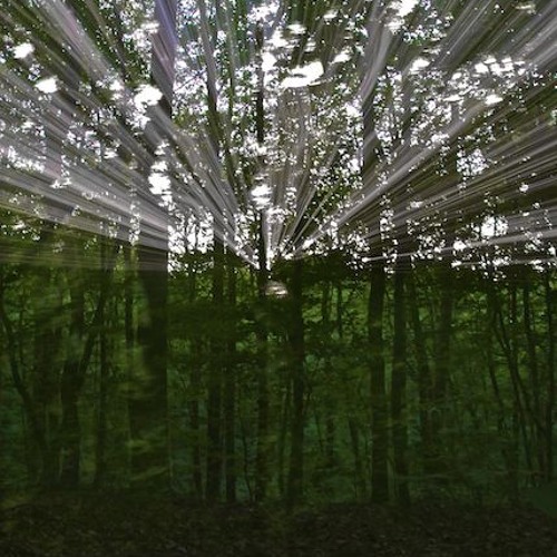 aṣK (thE Garden)