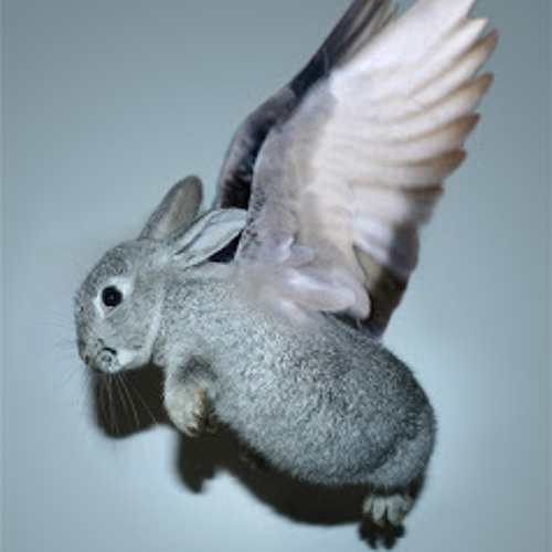 Stream fly with the rabbit by The rabbit on the moon Listen online