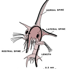 Schizopod