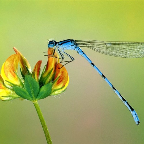 Life in the Dragonfly