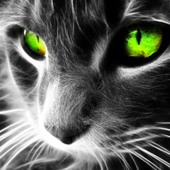 Olhos de Gato - Martin Montenegro