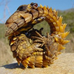 Richard Ardtone - Cordylus Cataphractus (original Mix)