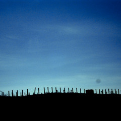 Dual - Cilantro (BEAT)