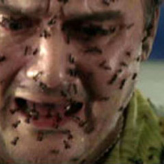 Ants In My Laptop