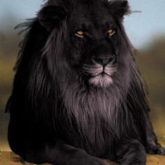 "Life Of A Crook"..Ceezylite Ft Streetdocta Crzy8