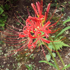 Muse - Unintended (cover by MOSS)