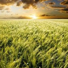 Just crop (liquid mix)