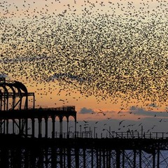 Starlings (Kippers & Tea)