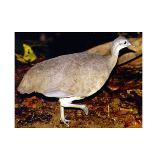 Great Tinamou( Tinamú Grande)