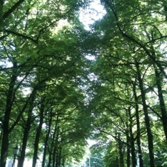 Follow Me Down To The Red Oak Tree - James Vincent McMorrow