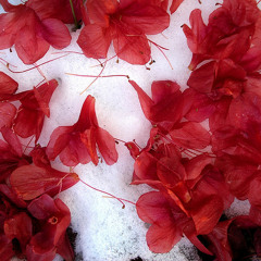 Tuyết trắng và đỗ quyên đỏ (Snow white and Red azalea)