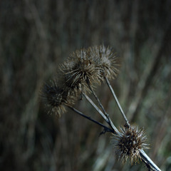 Valley of the Queens (Ayreon Cover)