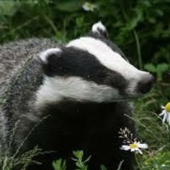 Badgers Of The Earth.MP3