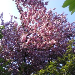 Song With Tsaaj Nplaim