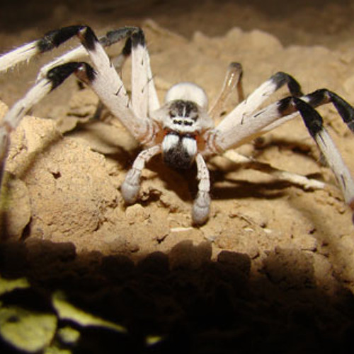 Dredlock Spiders