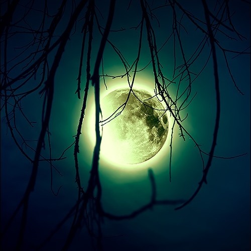 GRXGVR - BLACK MOOSE