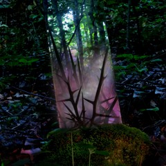 Jensen Sportag - Light Through Lace