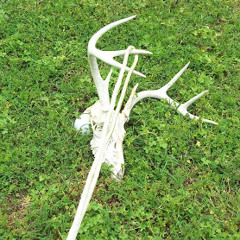 The Mysterious Leg Of Elmoe James