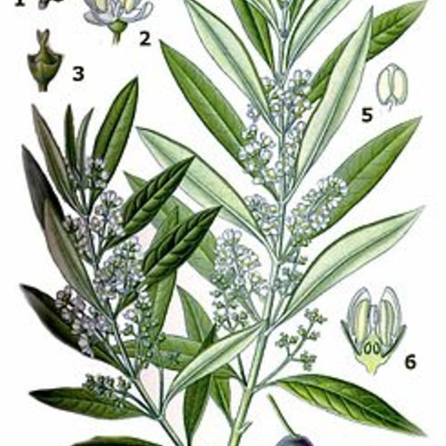 olivenbaum
