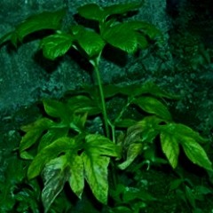 island roots