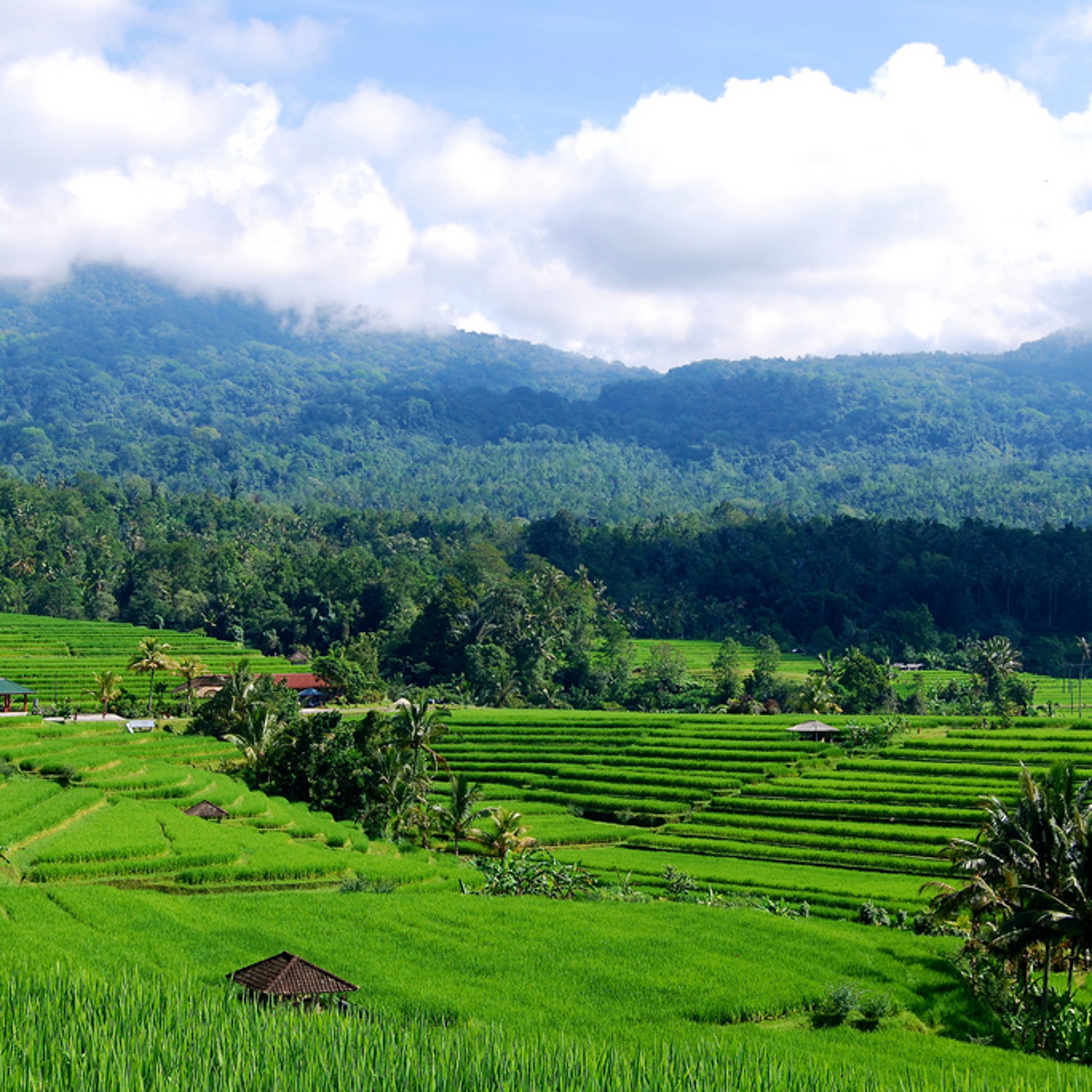 Center for International Forestry Research (CIFOR)