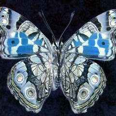 angry moth