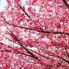 Plum Trees Blossom, Spring Fills the Garden: MeiKaiChunManYuan (Pipa, Dizi & Violin)