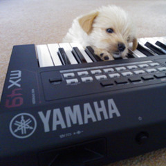Yamaha MX49
