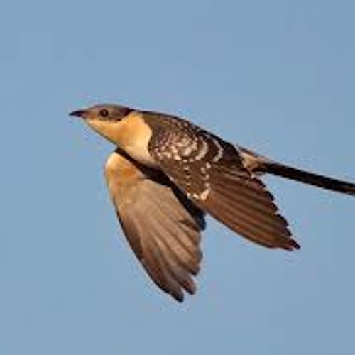Cuckoo! from Friday Afternoons by Benjamin Britten, Boston Cecilia, June 1973